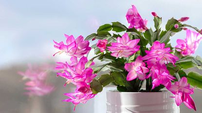 pink Thanksgiving cactus