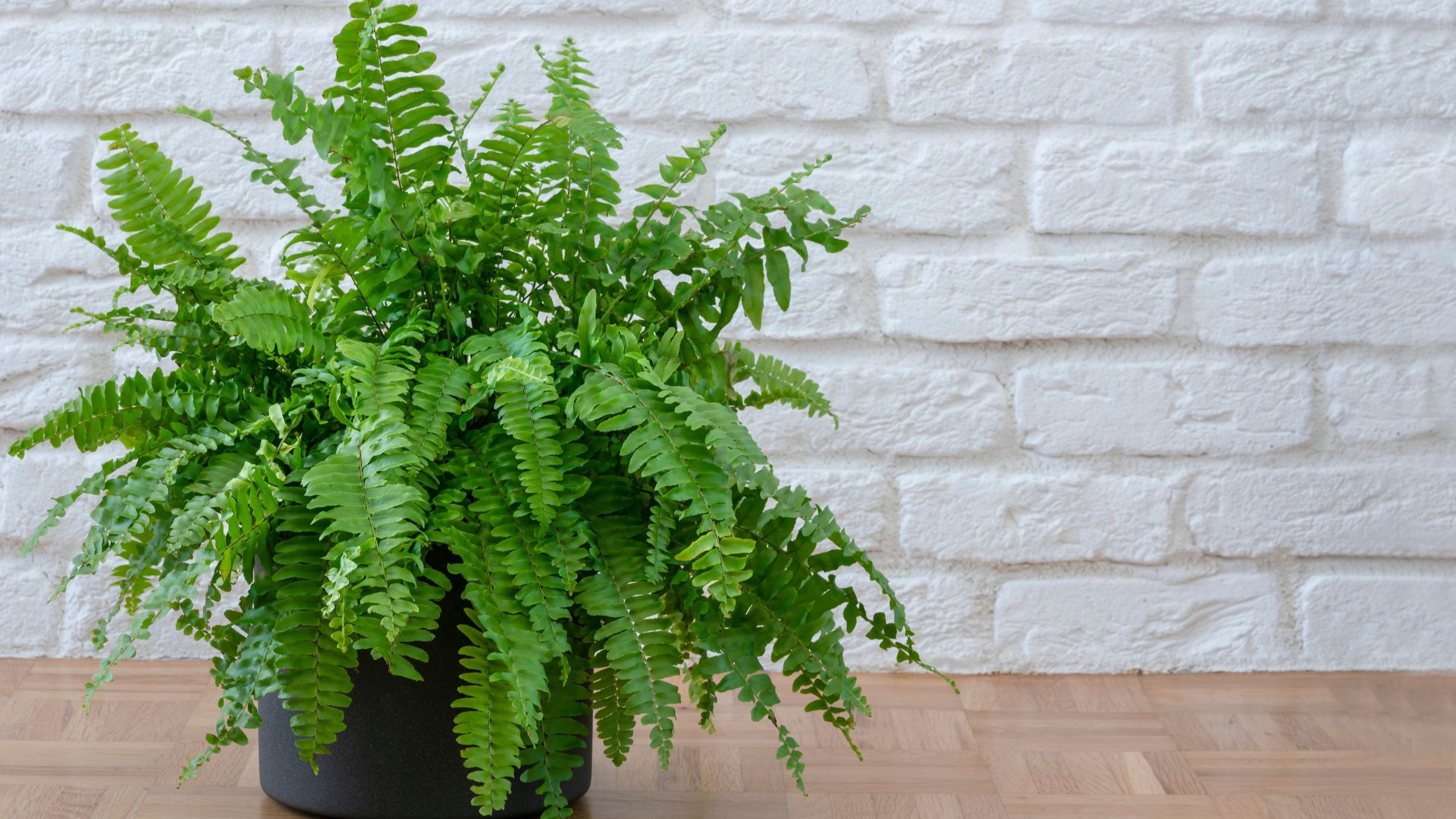 Boston fern houseplant