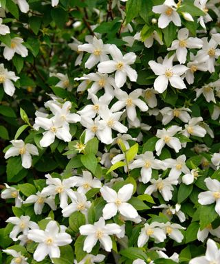 Philadelphus 'Silver Showers' (‘Silberregen’)