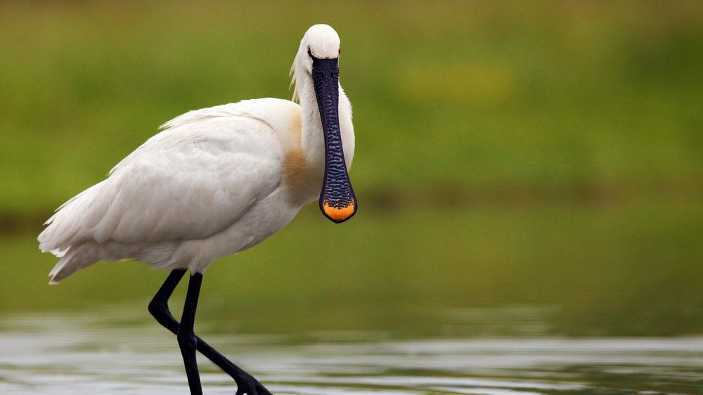 A living spoonbill bird.