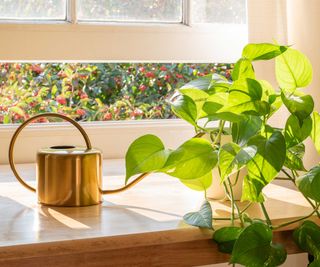 pothos on window sill with watering can