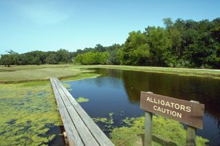 Alligator warning sign at a swamp in Florida