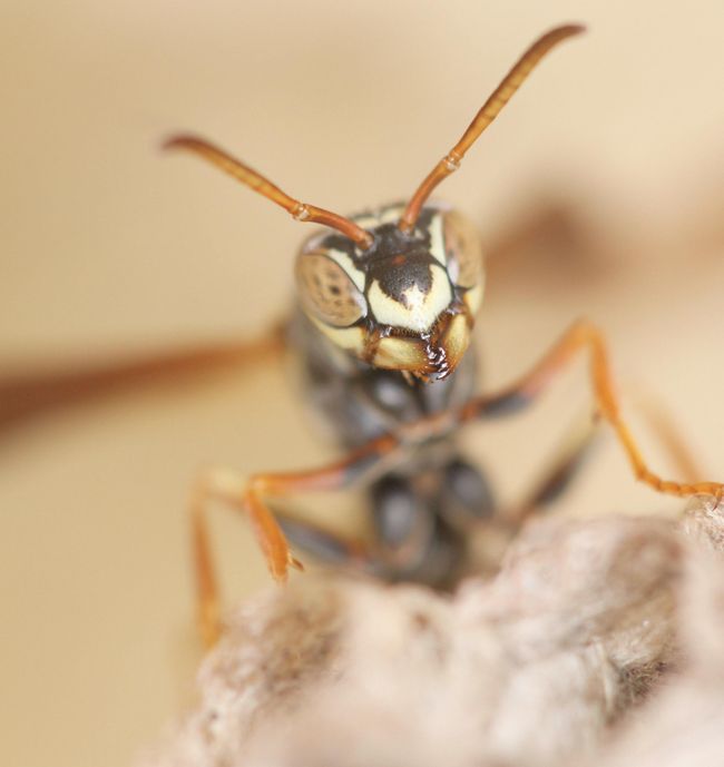 Googly Eyes: Photos of Striking Wasp Faces | Live Science