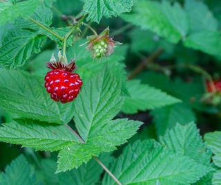 salmonberry fruit growing on shrub