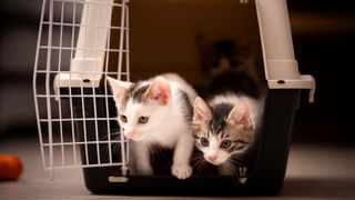 kittens in carrier