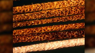 Microscopic image of the specialized hairs that the African crested rat anoints with poison from Acokanthera schimperi.
