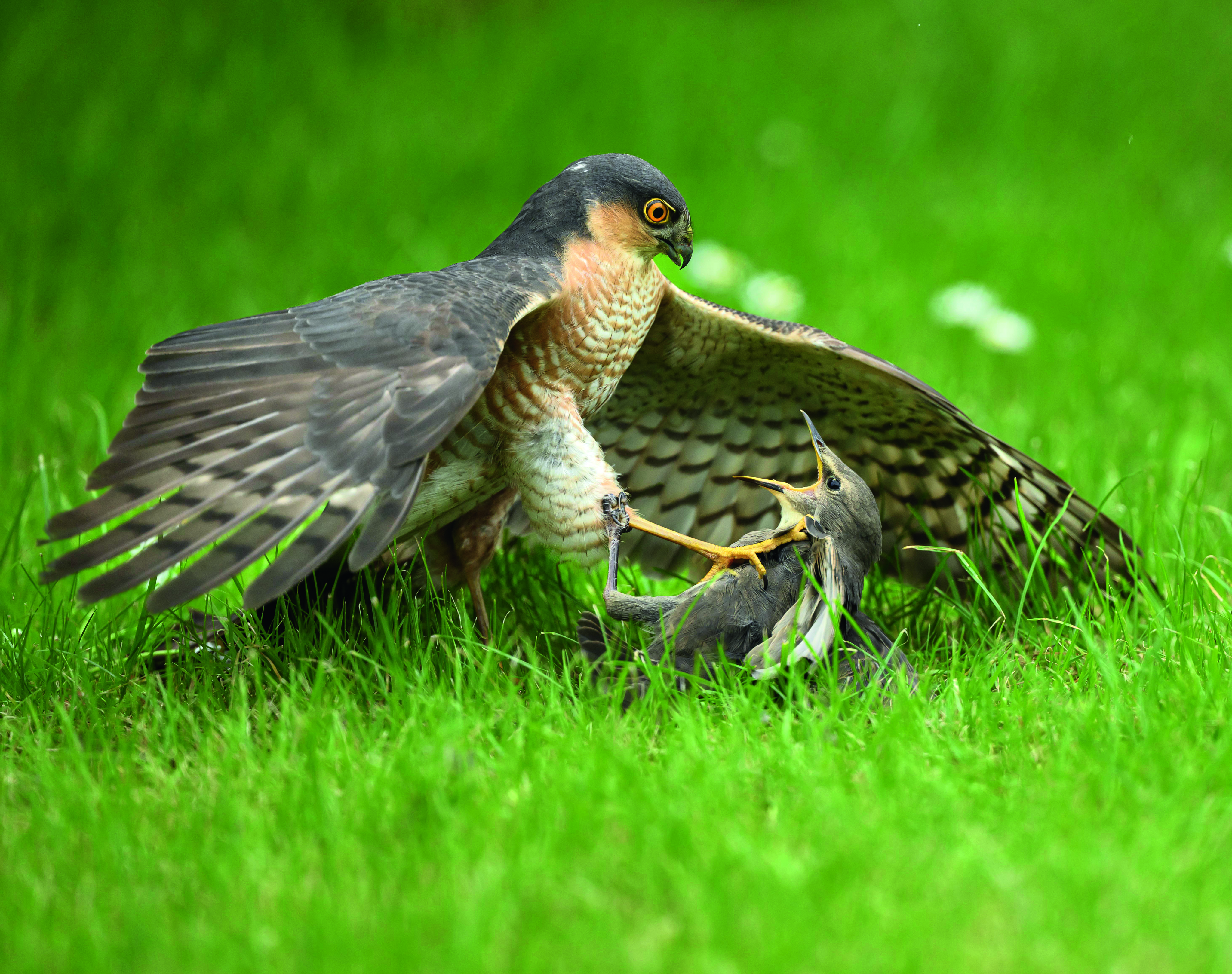 A falcon holds another smaller bird in its talons