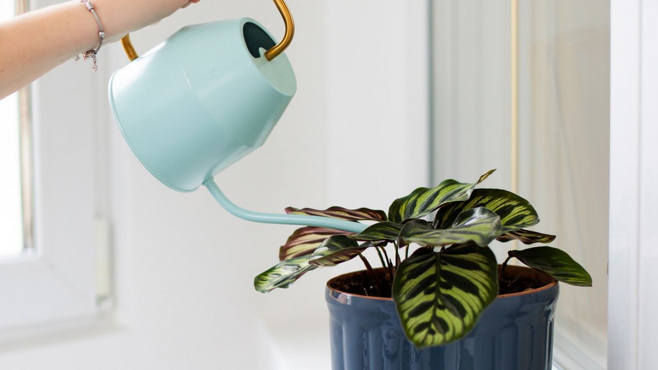 Watering calathea