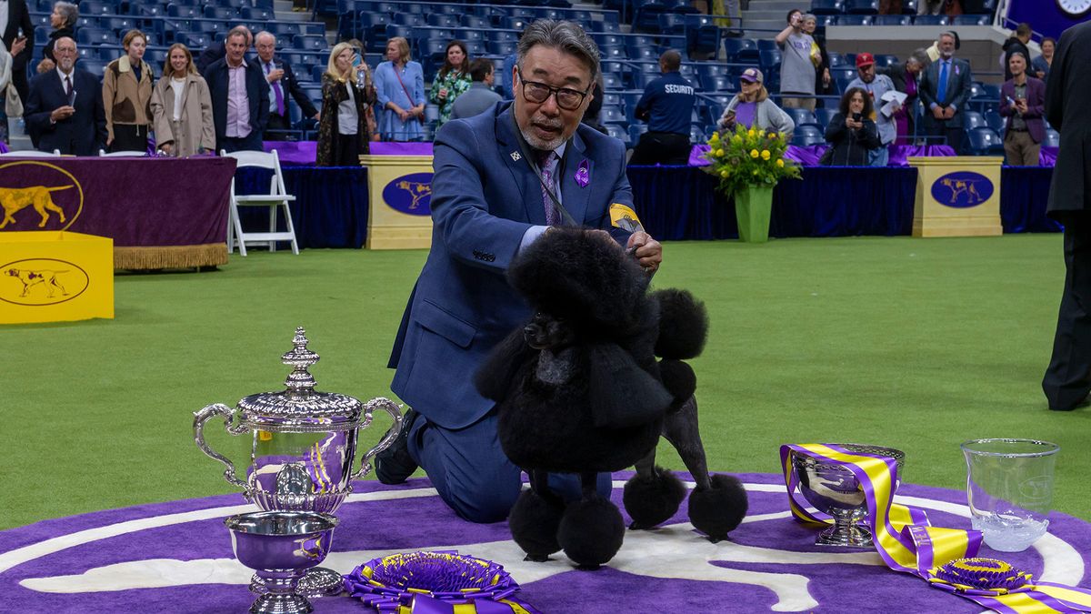 Handler Kaz Hosaka poise with Surrey Sage, also known as &#039;&#039;Sage&#039;&#039; a Miniature Poodle in the Best in Show competition during the 148th Westminster Kennel Club Dog Show