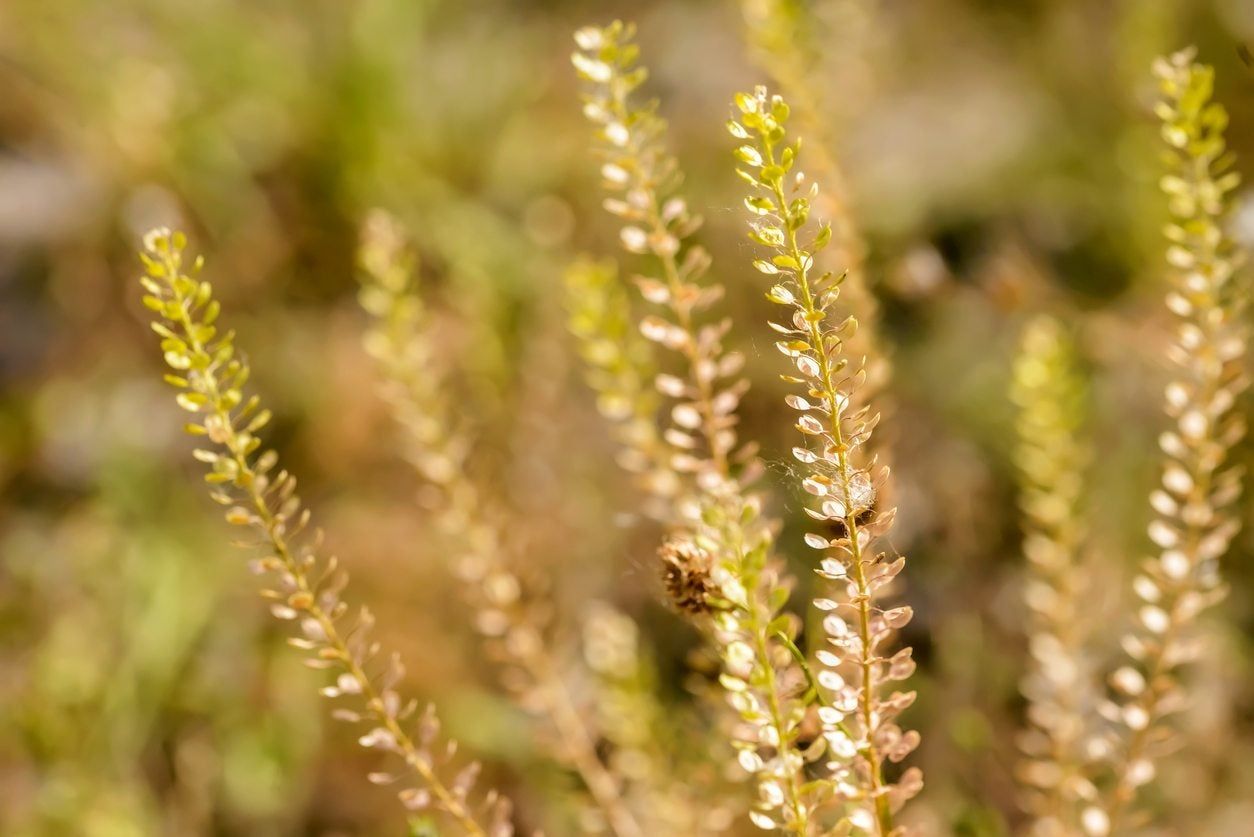 Peppergrass Weeds