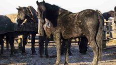 The army horses are back from their Christmas holidays.