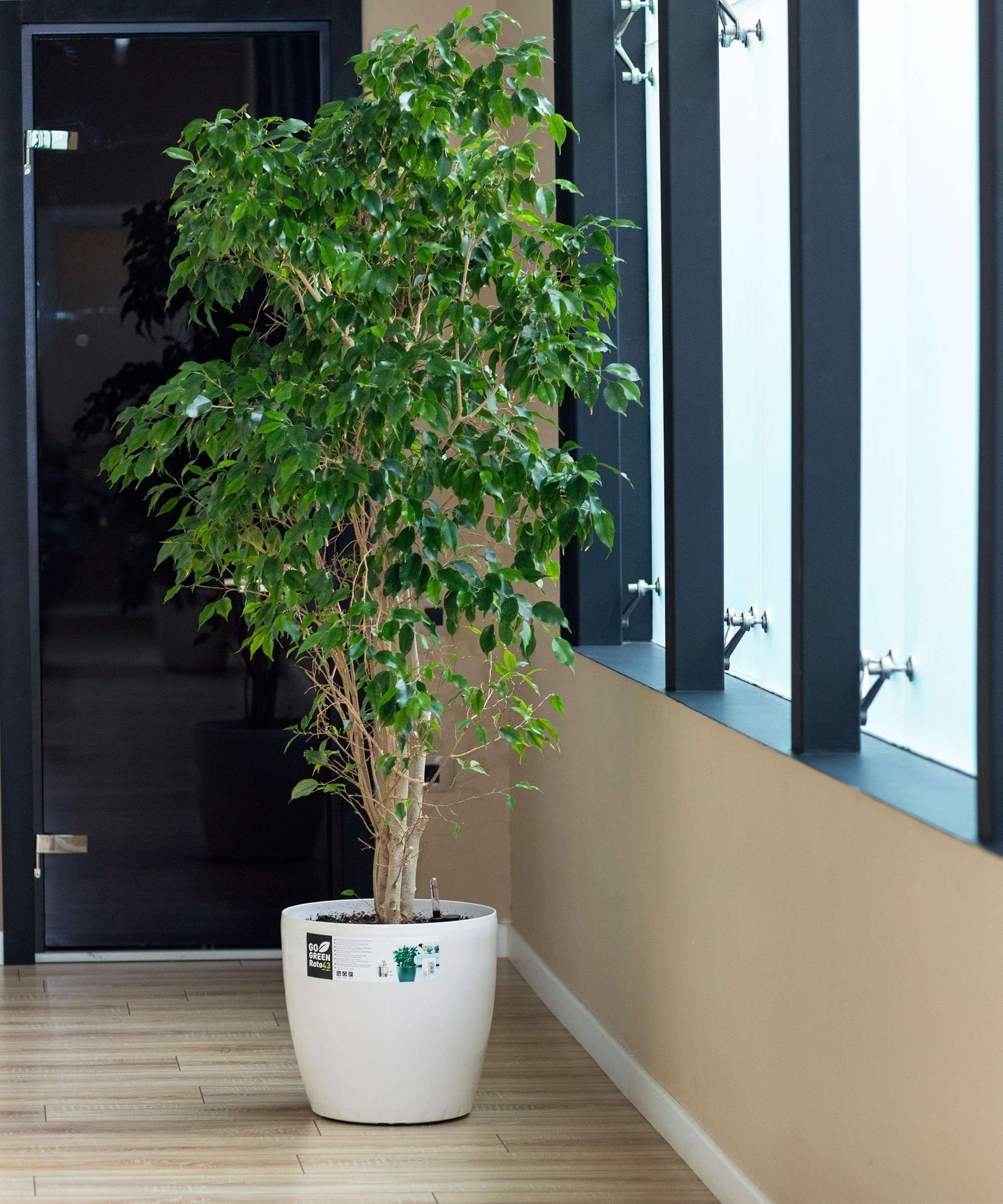 Weeping fig, Ficus benjamina at office