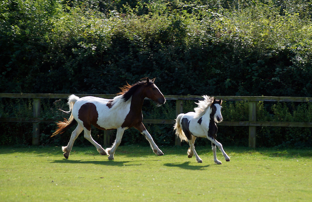 redwings2