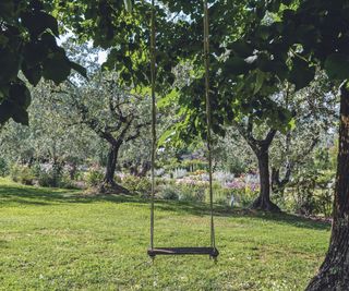 : A quiet garden with a swing in the shade and olive trees.