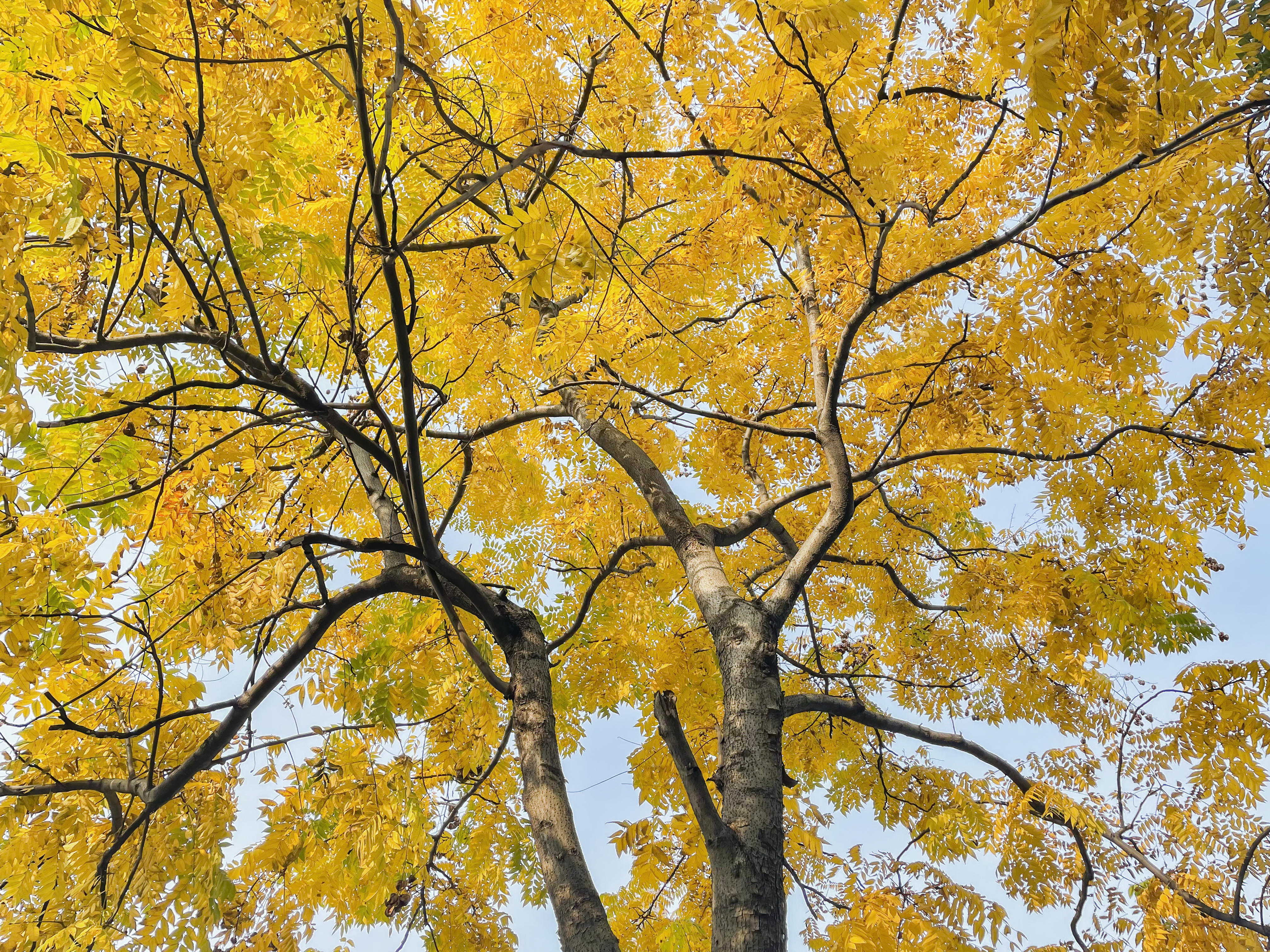Yellow ginkgo tree crown in the sun