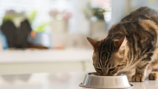 Cat eating food from a bowl