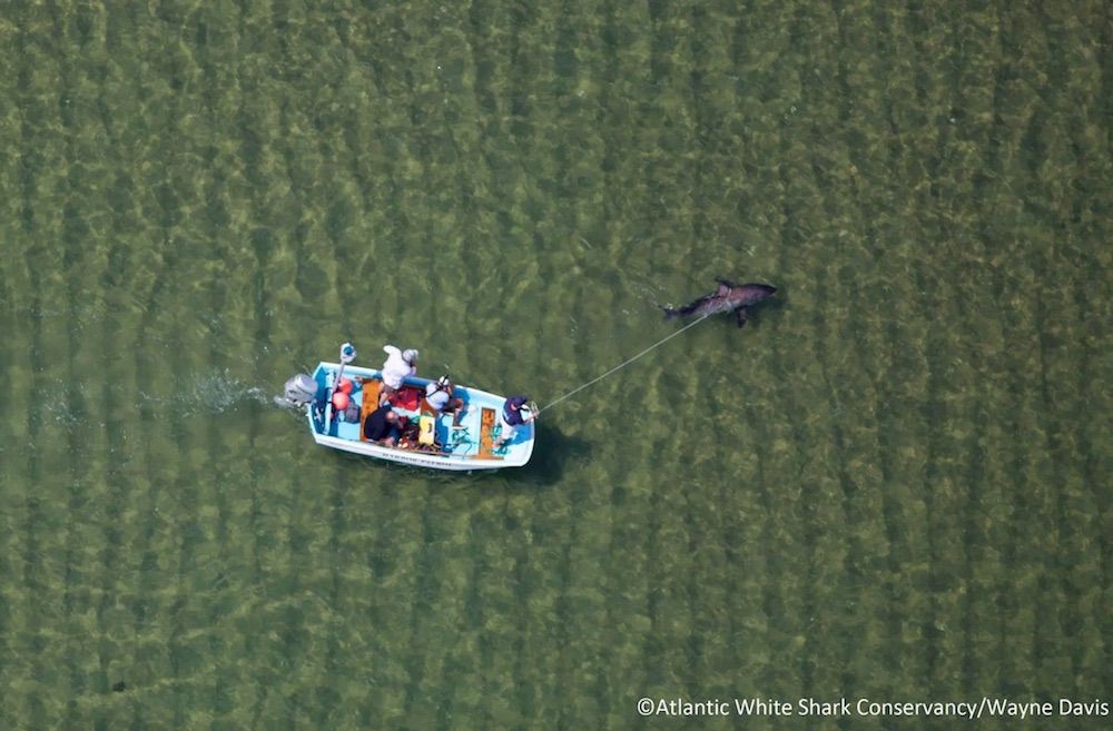 rescued great white shark