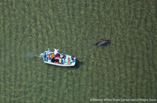 An aerial view of the rescued shark after it regained some of its strength.