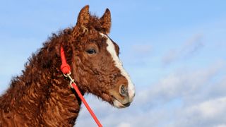 American bashkir curly foal