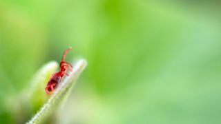 What are codling moths and what damage do they cause? | Homes and Gardens