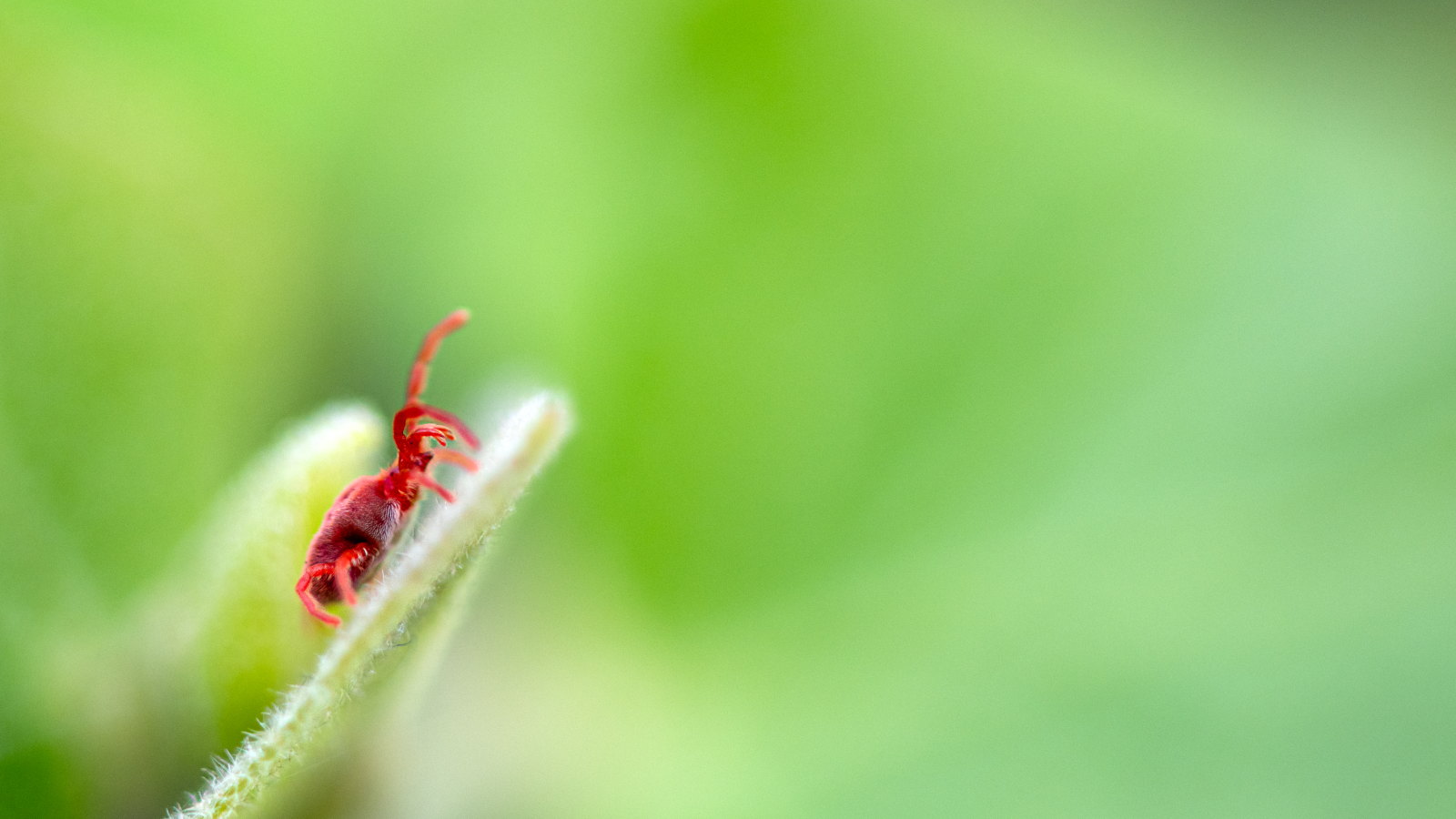 A red clover mite sitting on the end of a leaf
