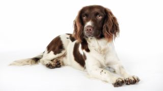 Medium dog breeds: English Springer Spaniel portrait