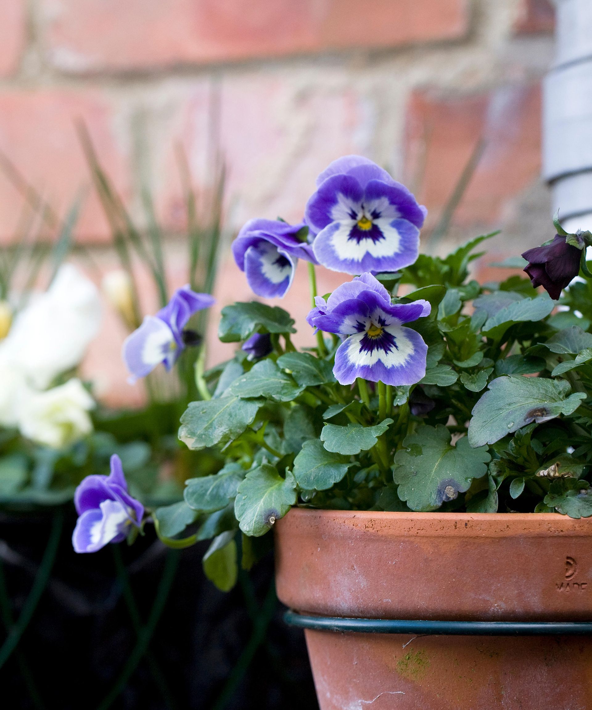 Best winter garden plants 19 picks for seasonal color Gardeningetc