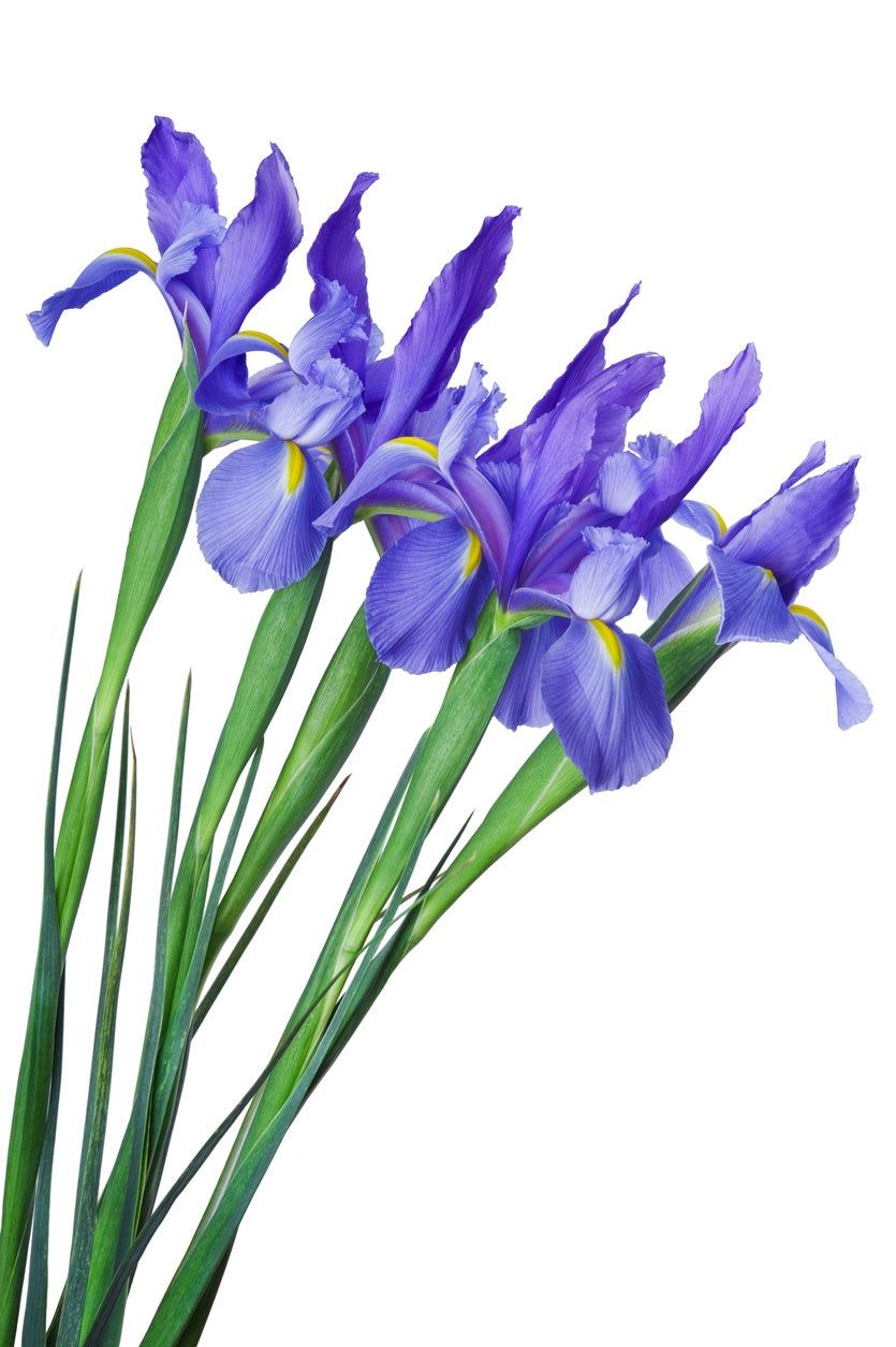 Growing Dutch Iris Indoors How To Force Dutch Iris Bulbs To Bloom Gardening Know How