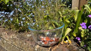 Eggshells in a bowl on a wall