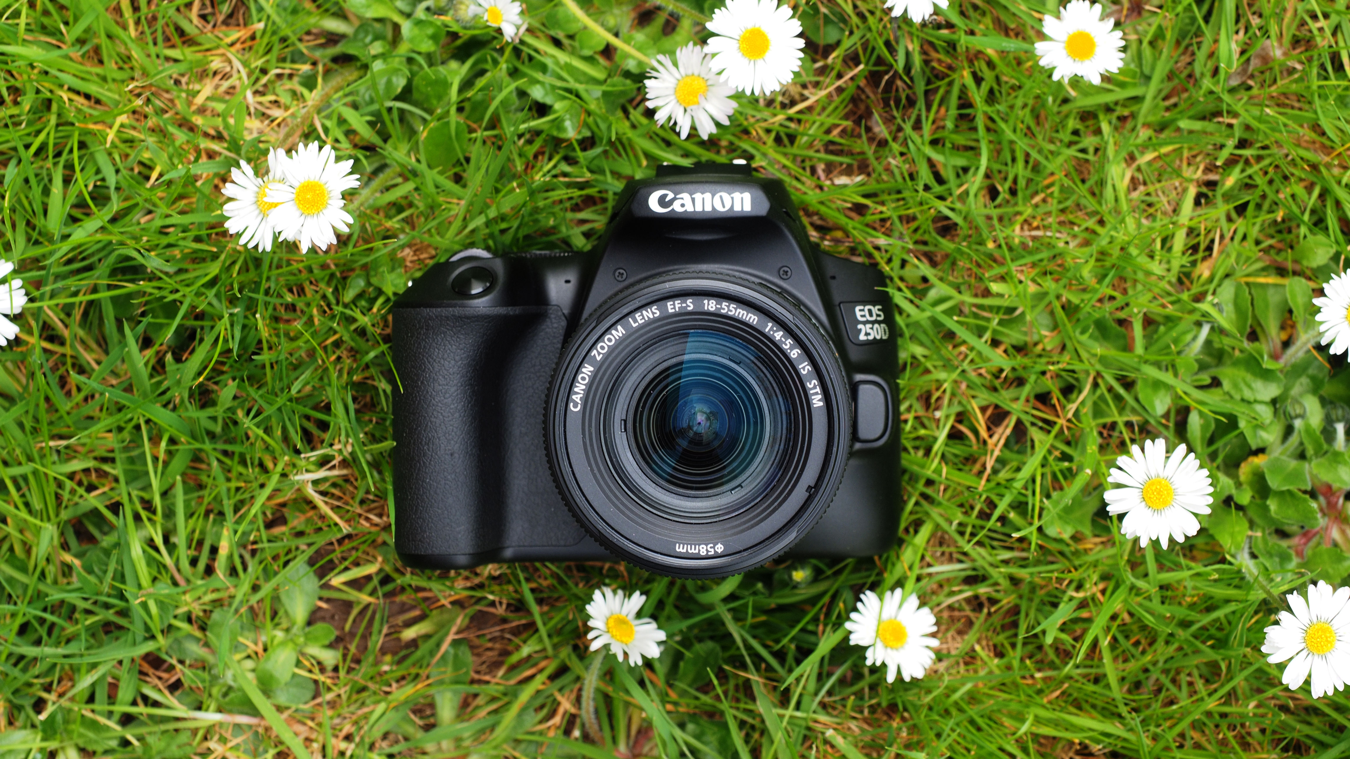 Canon EOS 250D sitting on a bed of grass and daisies