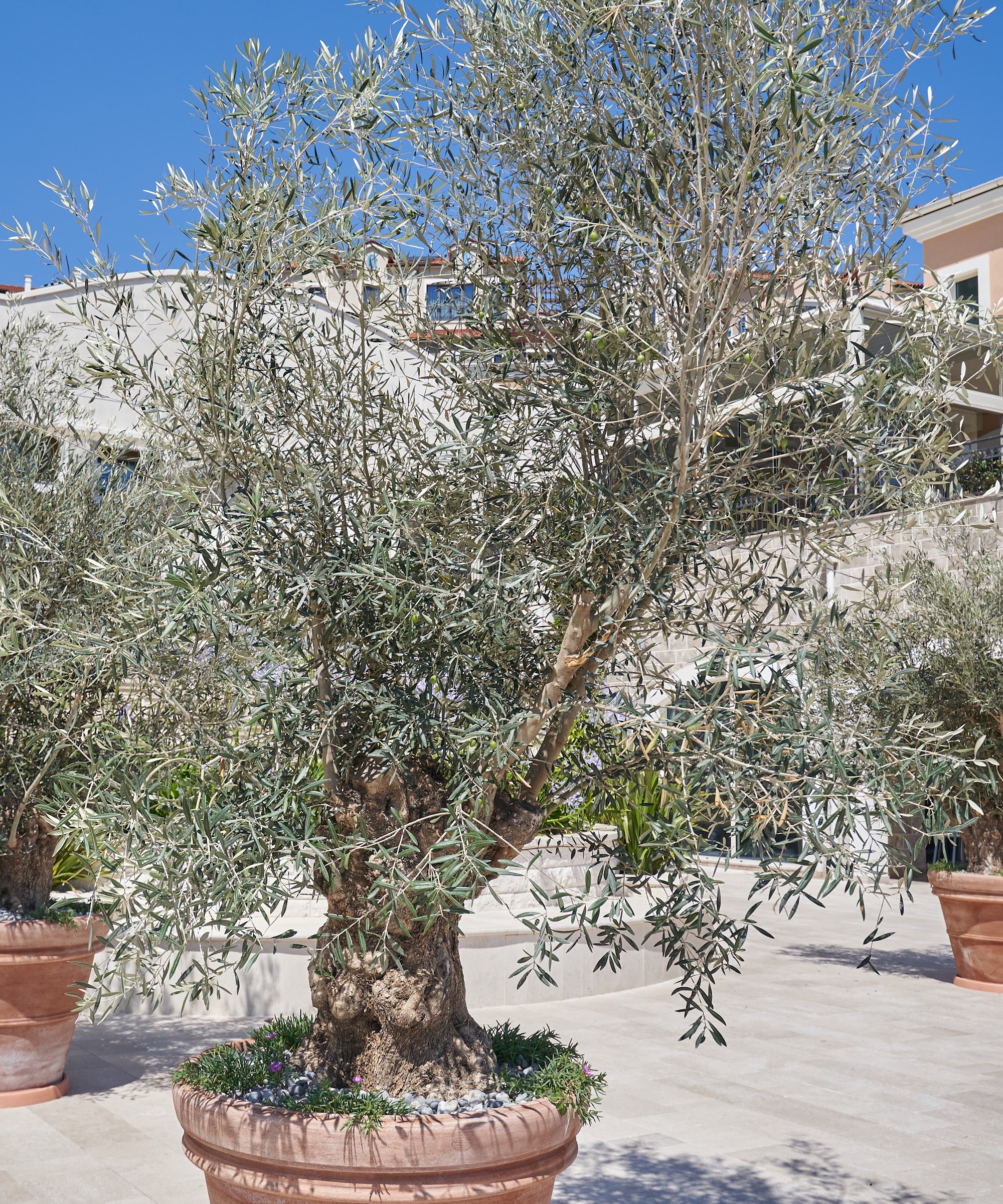 Olive tree growing in a large urn