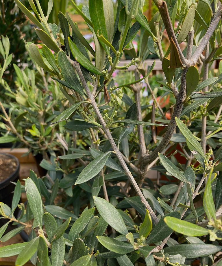 How to prune olive trees the best ways and when to prune Homes & Gardens