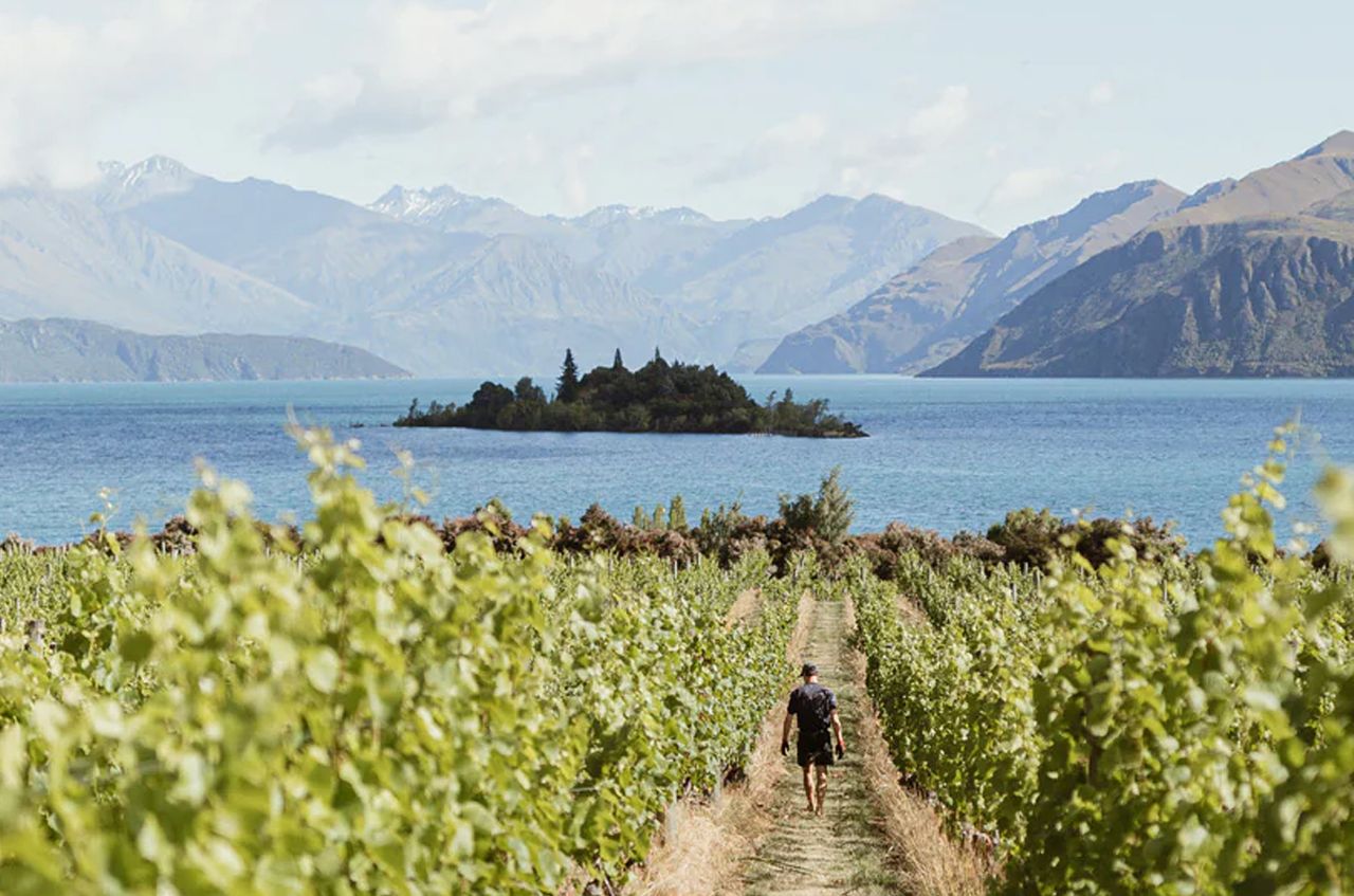New Zealand's aromatic whites: Tail