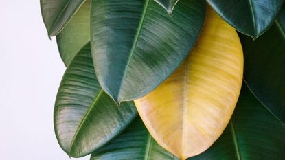 rubber plant with a yellow leaf