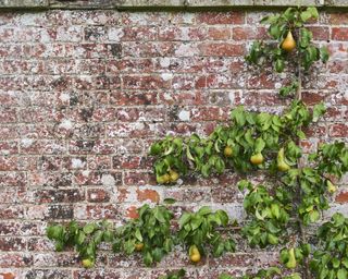 espaliered pear tree growing against a brick wall