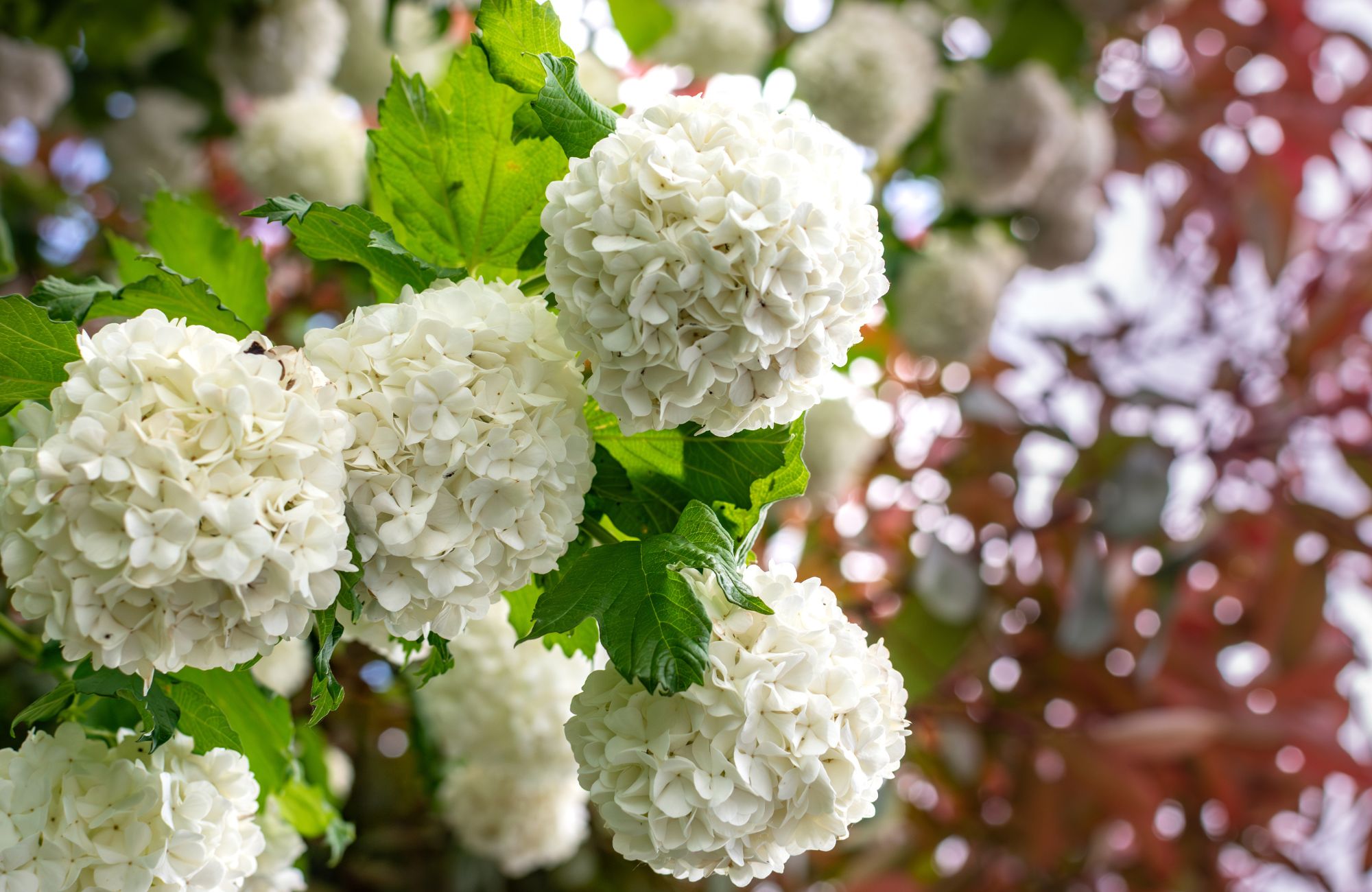 Viburnum opulus roseum, snowball viburnum is a large deciduous shrub bending under the weight of its pure white ball-shaped flowers