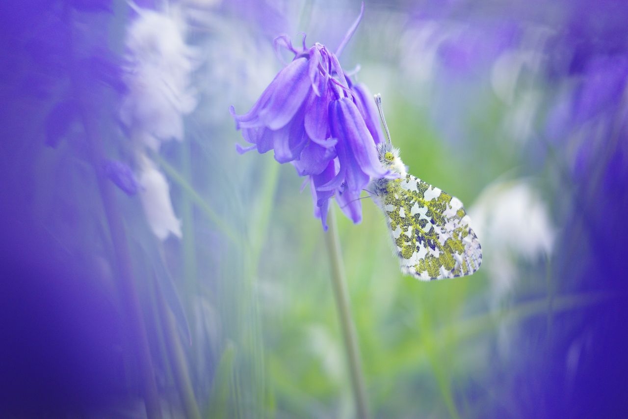 Closeup of a butterfly on a bluebell