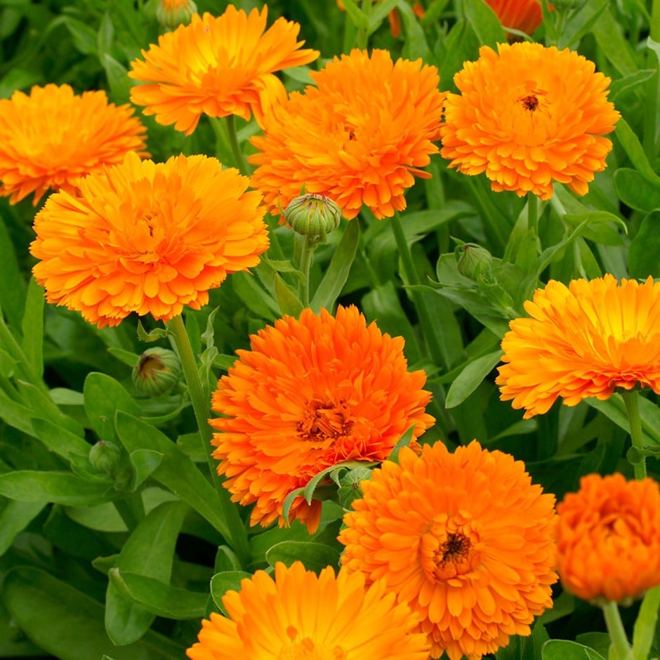 Calendula Officinalis 'orange King'