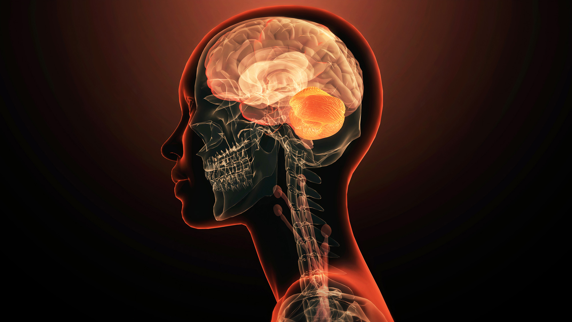 An illustration of a translucent person with various parts of their brain glowing in orange.
