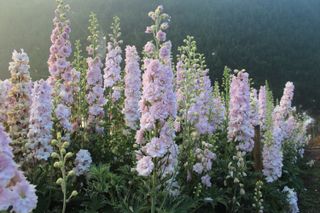 how to grow delphiniums: delphinium 'pink blushes'