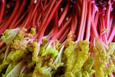 Forced rhubarb stems