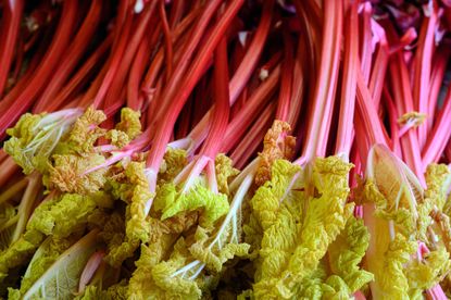 Forced rhubarb stems