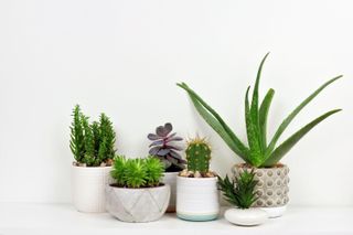cacti and succulents on a white shelf