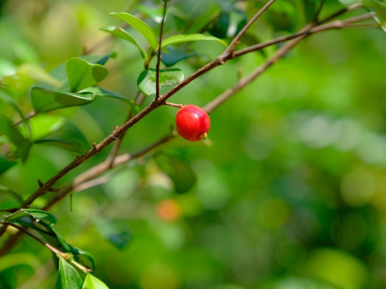 Australian Beach Cherry Tree With Single Red Cherry