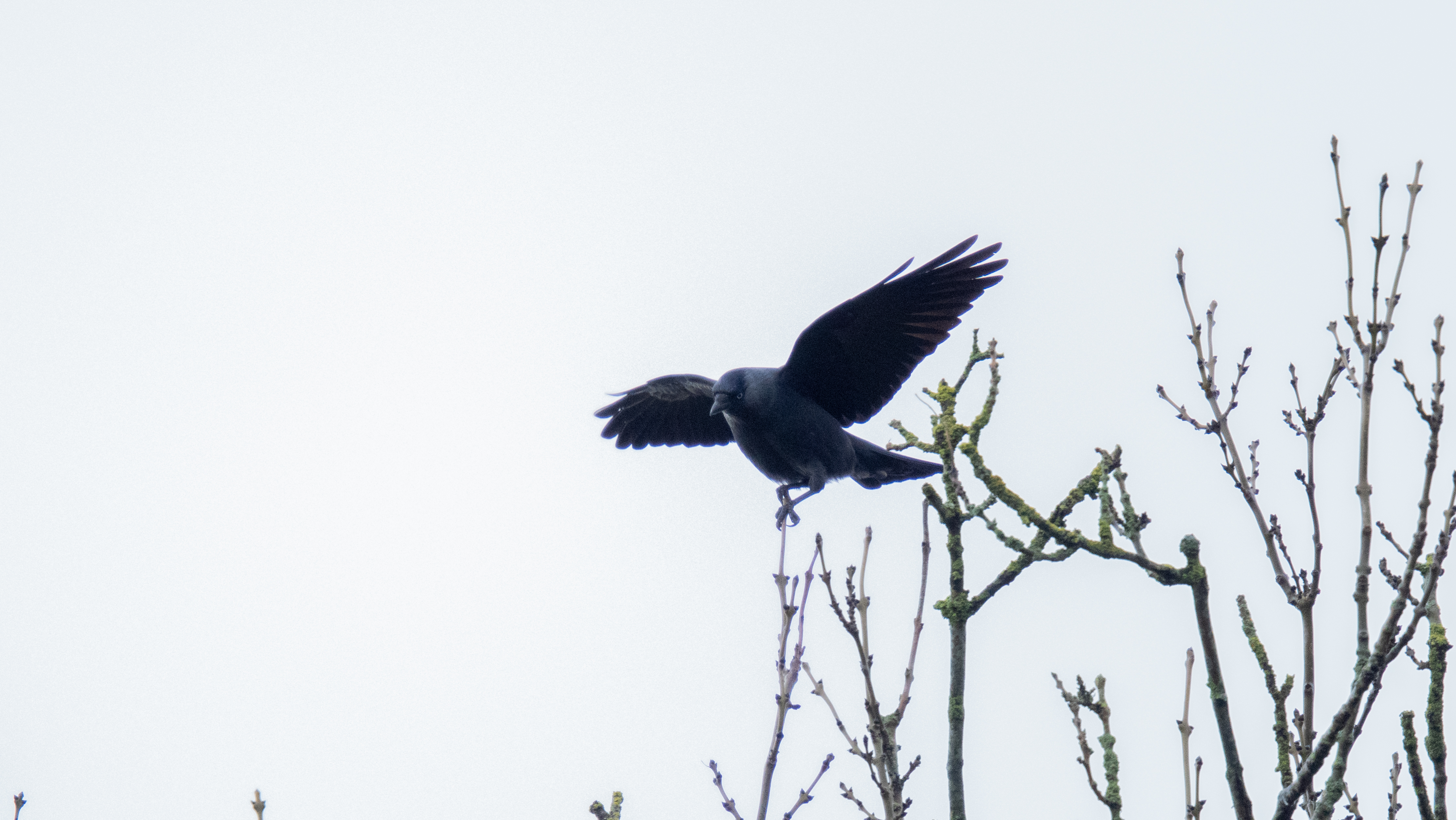 A photo taken on an OM System OM-1 Mark II Micro Four Thirds mirrorless camera