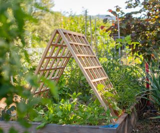 Triangular wooden trellis in a raised bed