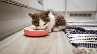 Kitten eating some of the best kitten food from a bowl