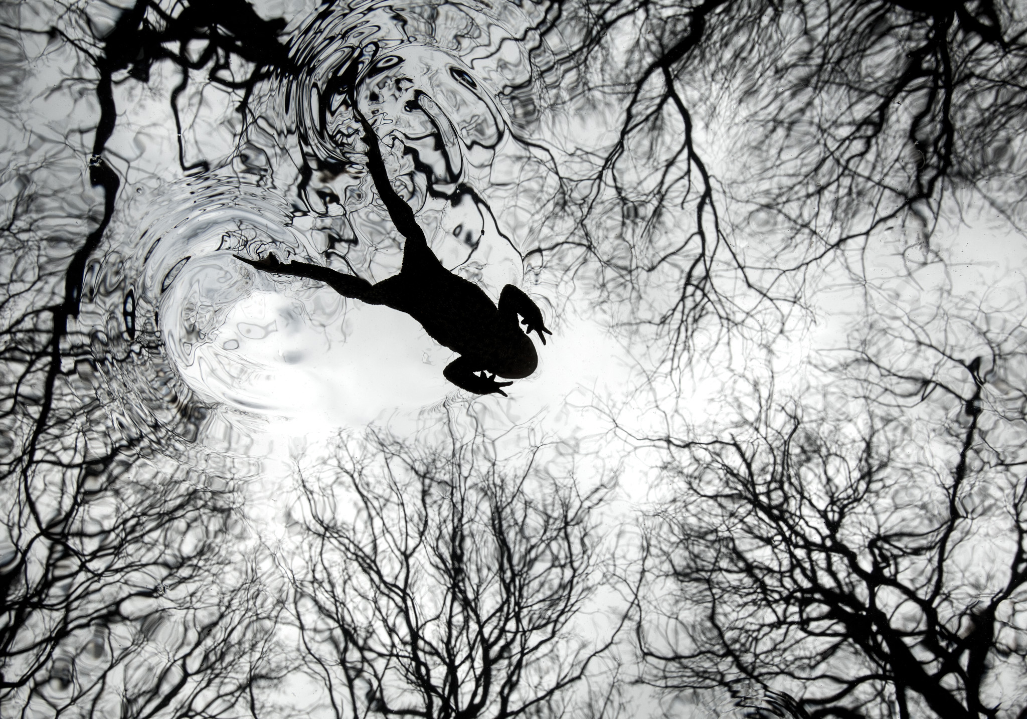 Silhouette of a frog swimming in a pond with a rippling reflection of bare tree branches, creating an abstract, tranquil, and mirrored effect