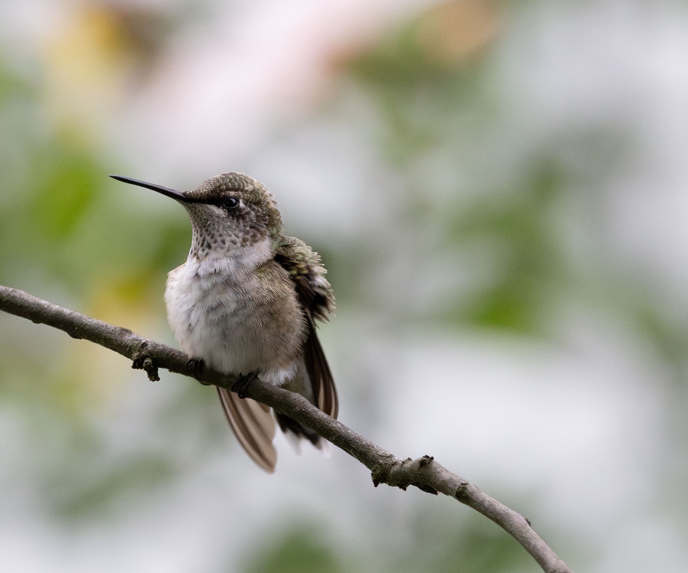 A buff-bellied hummingbird takes a break from feeding to rest their wings
