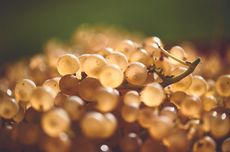 Central and Eastern Europe&rsquo;s grape varieties